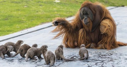 Zoo Shares Pictures Of Their Orangutans Playing With Tiny Otters