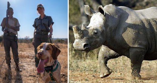 Trained Pack Of Wildlife Protection Dogs Save 45 Rhinos From Poachers