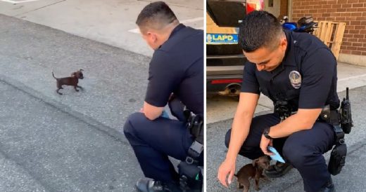 Police Officer Helps Small, Abandoned Puppy After He Kept Chasing Him Down The S...