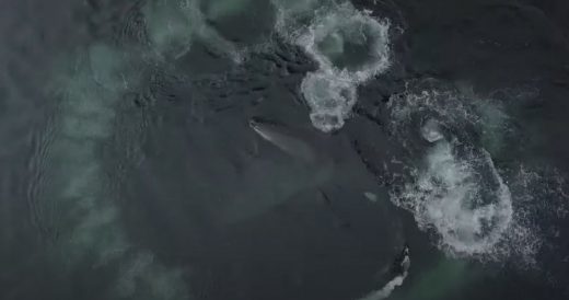Hungry Humpback Whales Herd Salmon Into Their Mouths With Their Fins In Thrillin...