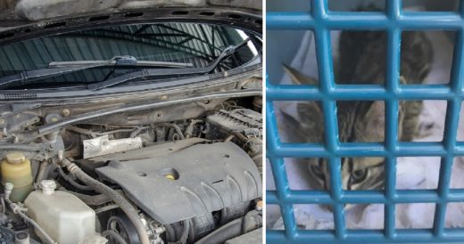 Kitten Stuck In Car Hood Travels 91 Miles Before Being Found