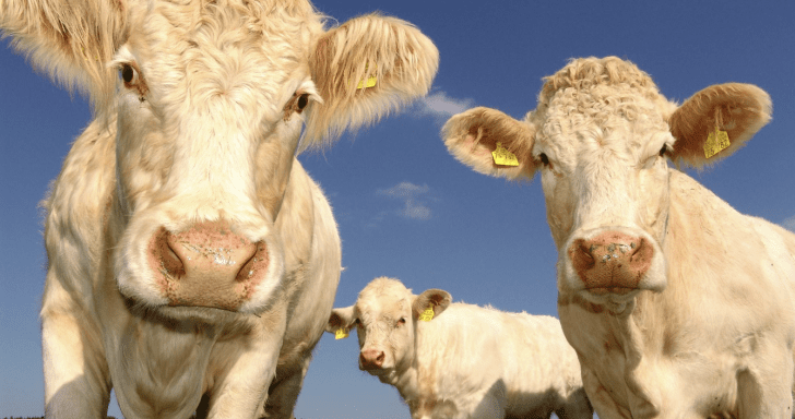 Cow Joins In For A Duet When Young Woman Begins Singing
