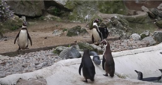 Zoo Penguins Can’t Resist Their Brand New Bubble Blowing Machine