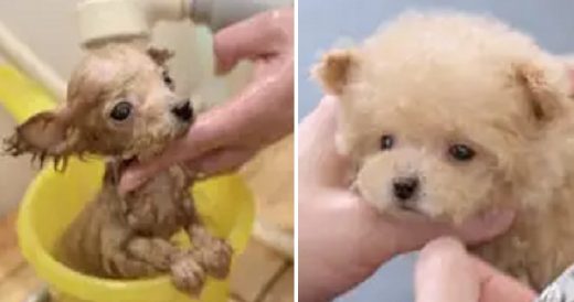 Adorable 3-Month-Old Toy Poodle Gets Groomed For The First Time Ever