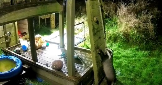 Father Catches Many Wild Critters Enjoying His Children’s Outdoor Playset