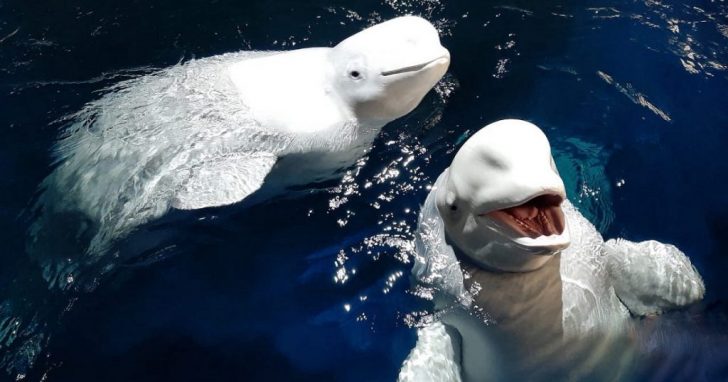 belugas 2.0