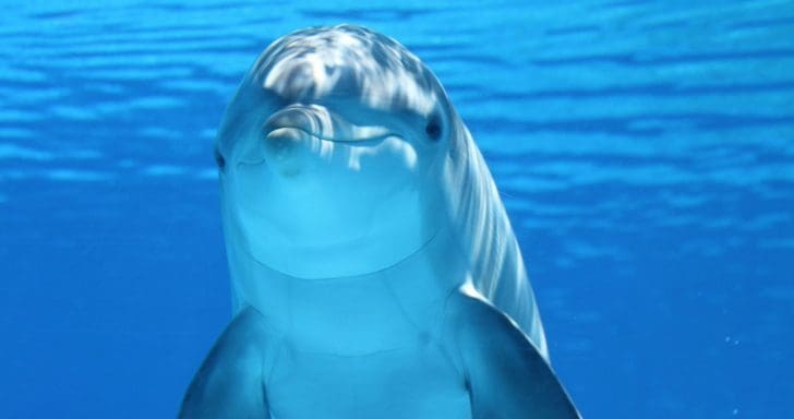 Rehab Center Frees Dolphins Held Hostage And Puts Them In A Forever Sanctuary