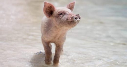 Sorry Dogs, Pigs Might Be The New “Man’s Best Friend”