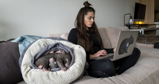 Woman Raises Three Baby Wombats In The Comfort Of Her Apartment