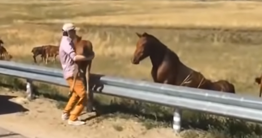 Man Helps A Foal Find Its Way Back To Its Mama After Running Into Traffic