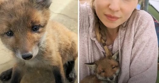 Family Reunites Baby Fox With His Mom After Finding Him In Their Yard