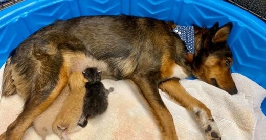 Motherly Rescue Dog Adopts 3 Tiny Kittens After Losing Her Puppies