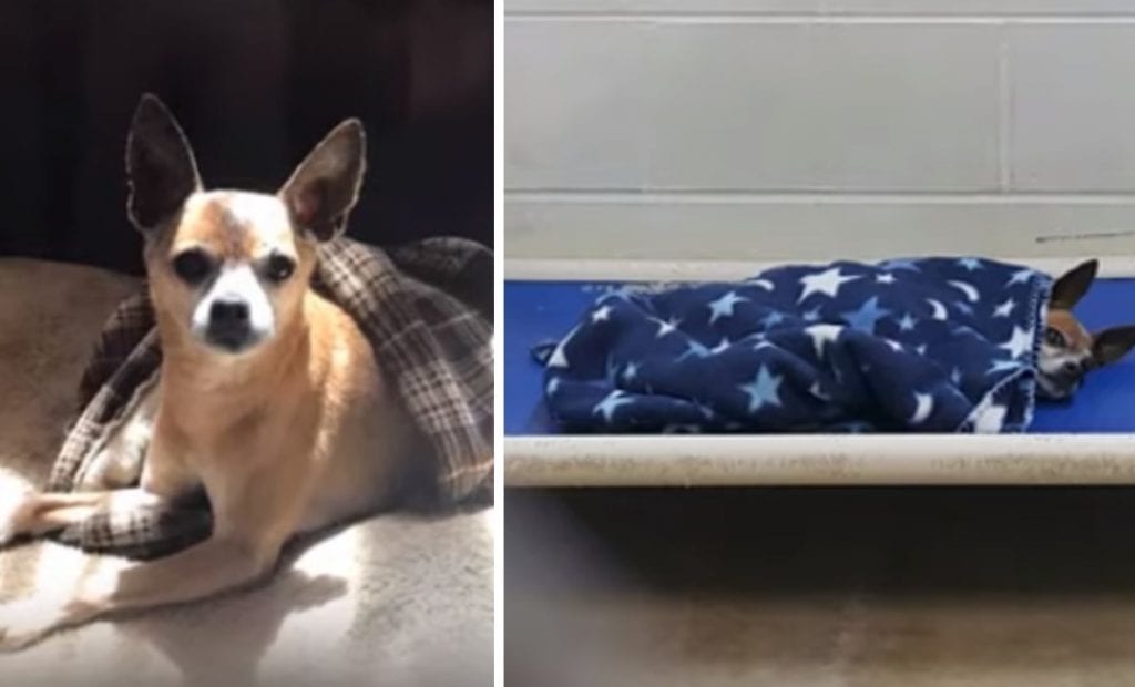 Lonely Chihuahua Tucks Himself To Bed After His Owner