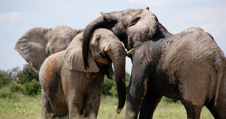 Baby Albino Elephant Gets Welcomed Into Herd