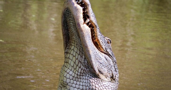 74-Year-Old Fights Off Alligator To Save Her Dog