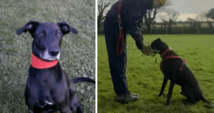 Loyal Dog With Tragic Past Is Still Waiting To Be Adopted