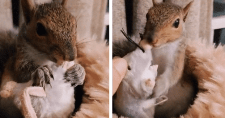 Sweet Squirrel Is In Love With Her Stuffed Toy