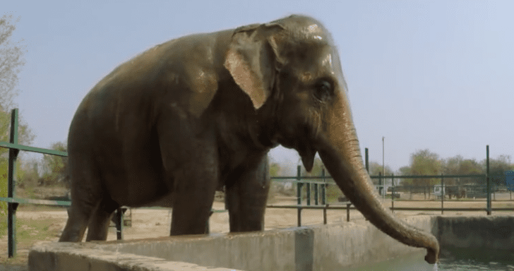 Elephant Celebrates After Being Rescued