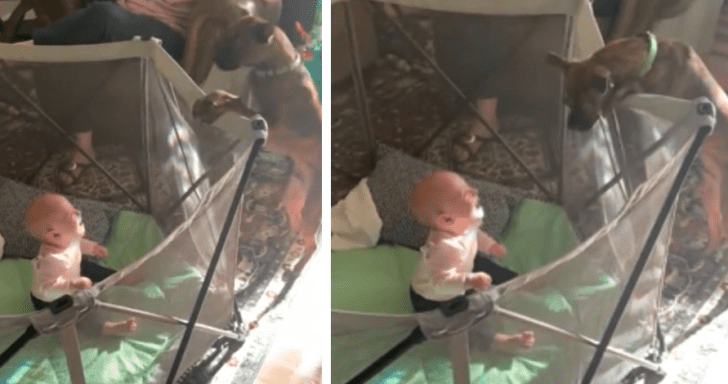 Playful Puppy Makes Baby Girl Laugh