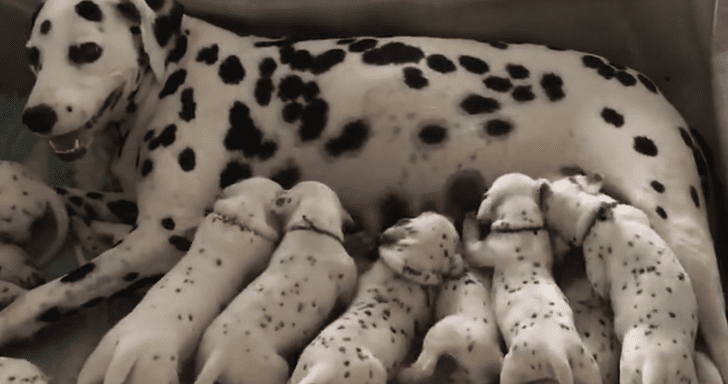 Dalmatian Mom Gives Birth To 18 Puppies