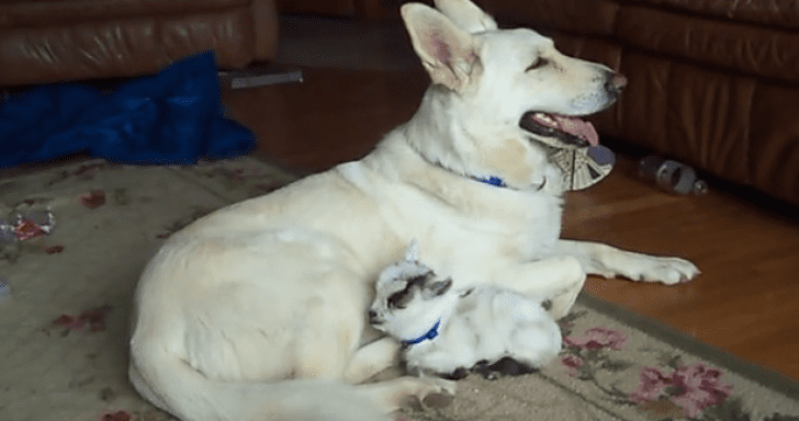 Mama German Shepherd Cares For Baby Goat
