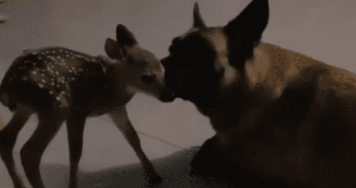 Orphaned Fawn Shares Tight Bond With Sweet Dog