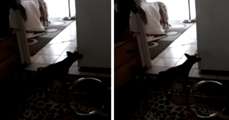 Loyal Dog Waits For Deceased Owner To Come Back