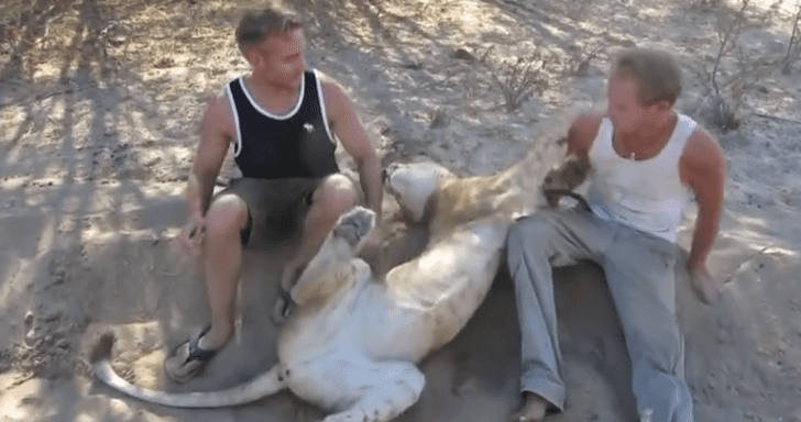 Friendly Lioness Plays With Her Caretakers