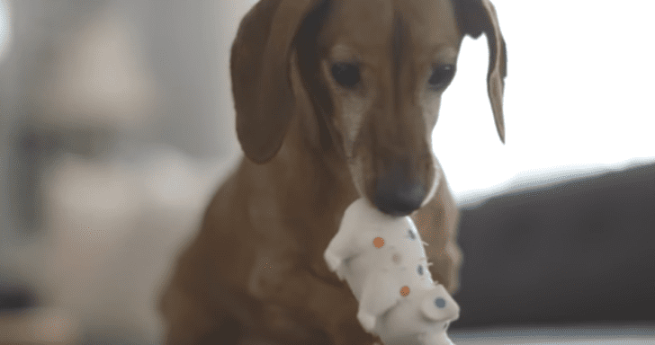Playful Dachshund Reunites With “Puppyhood” Toy