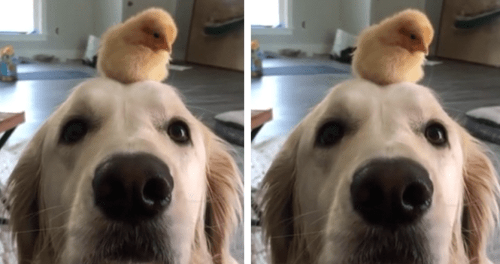 Delightful Dog And Chick Love Spending Time Together