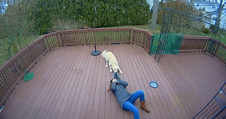 Naughty Dog Jokingly Drags Owner Around The Backyard