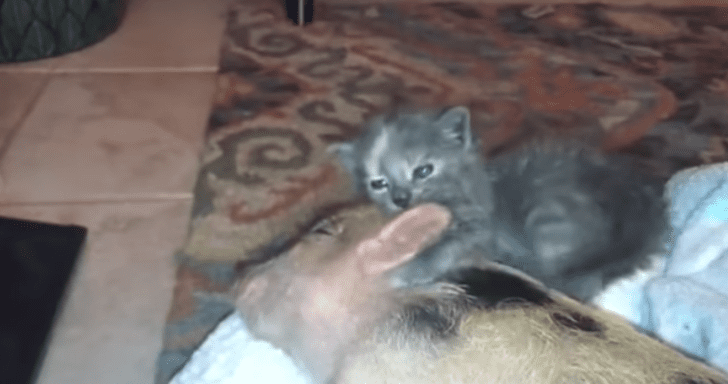 Lovable Piglet And Kitten Cuddle By The Fireplace