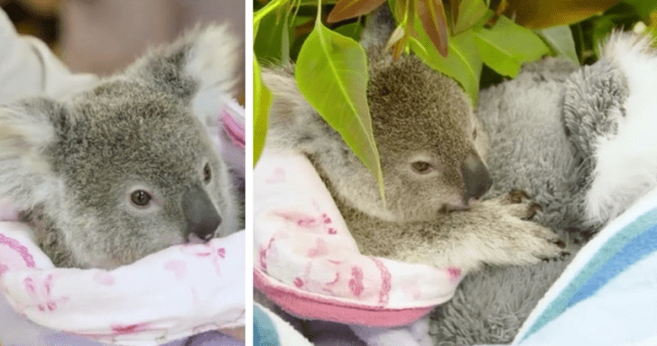 Lonely Koala Gets Attached To Stuffed Toy After Losing His Mom