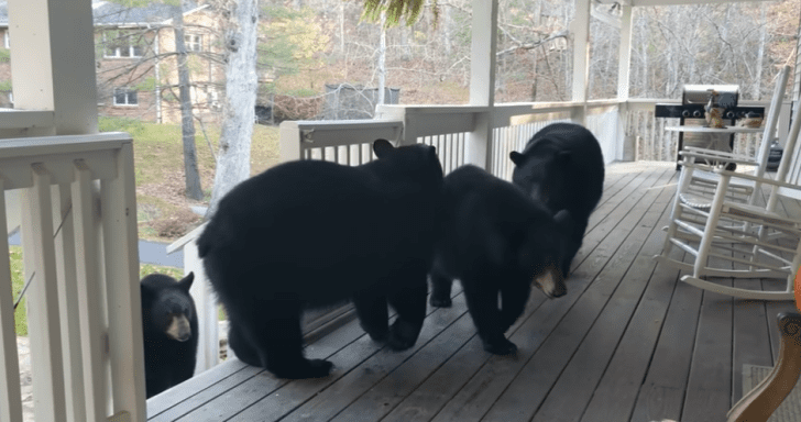 Mama Bear Visits Man’s House And Introduces Her Babies