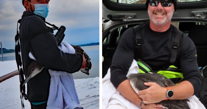 Daring Rescuers Save Loon From Icy Lake