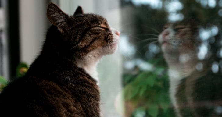 Nosy Cats Stalk Squirrel By The Window