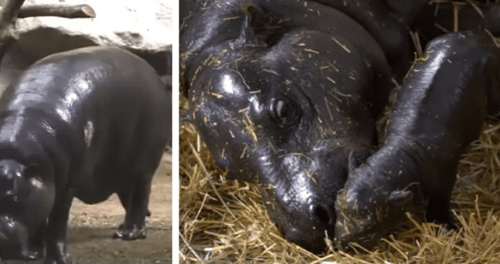 Boston Zoo Says Hi To Its First Newborn Pygmy Hippopotamus