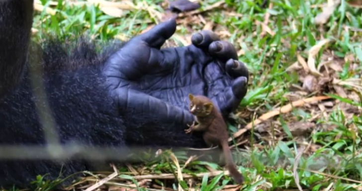 Giant Gorilla Gently Holds One Of The Tiniest Primates