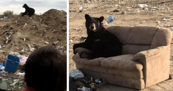 Amusing Bear Relaxes On A Couch With His Legs Crossed
