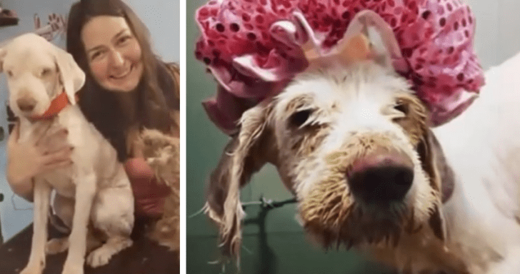Unloved Stray Dog With Dirty Fur Gets A Total Makeover