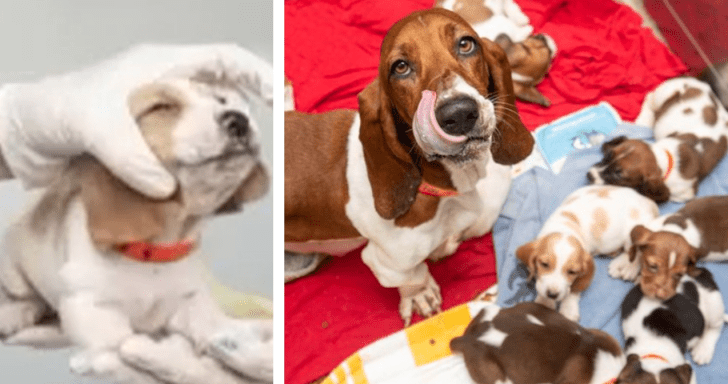 Family Of Basset Hounds Get Rescued After Mama Dog’s Mouth Was Found Zip-Tied