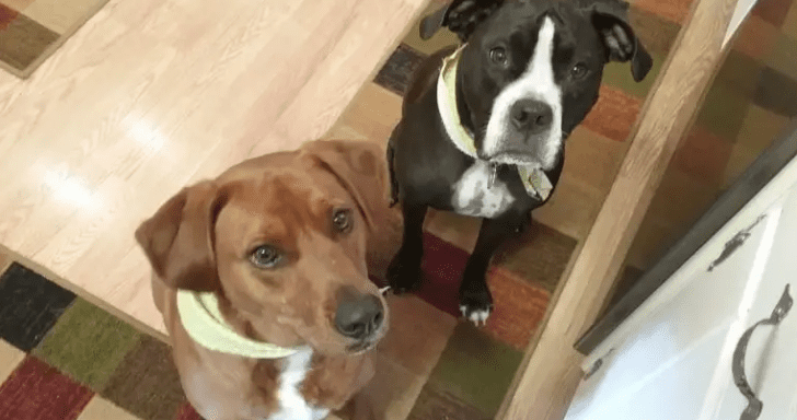 Scared Shelter Dog Hugs Best Friend And Saves Both Of Their Lives