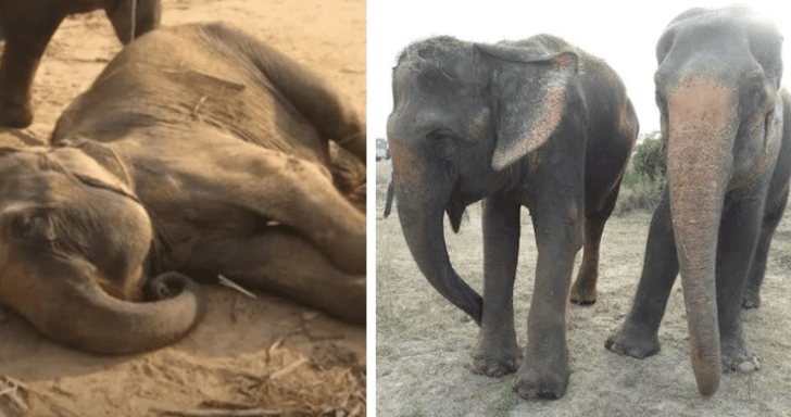 Rescued Circus Elephant Collapses With Joy After Being Set Free