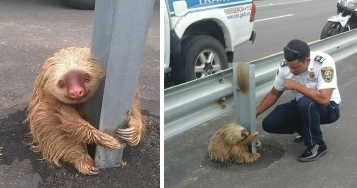 Stray Sloth Clings To Highway Barrier Until Help Arrives
