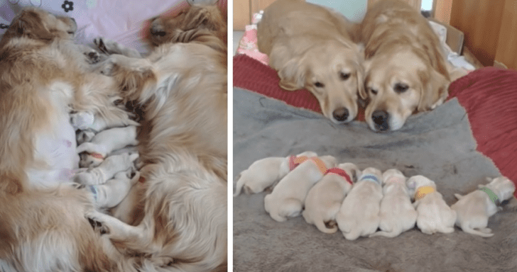 Sweet Golden Retrievers Watch Over Their Newborn Puppies