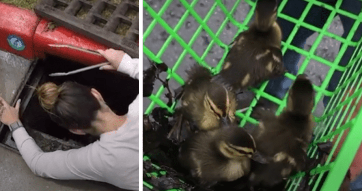 Determined Young Woman Rescues Ducklings Using Tongs