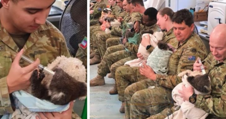 Brave Soldiers Take Care Of Koalas After Fighting Wildfires