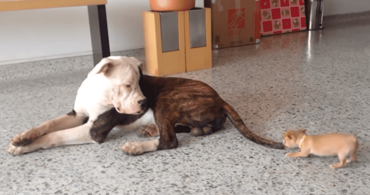 Playful Chihuahua Annoys Bulldog