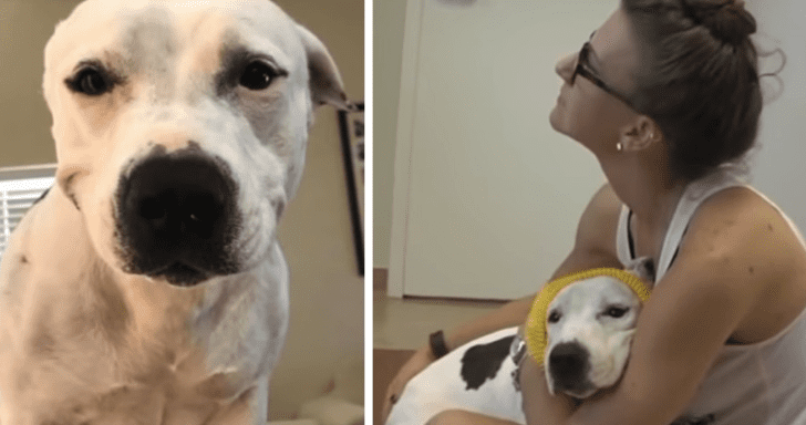 Former Bait Dog Gets Rescued And Becomes A TV Star