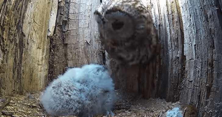 Lonely Mama Owl Adopts Two Orphaned Owlets